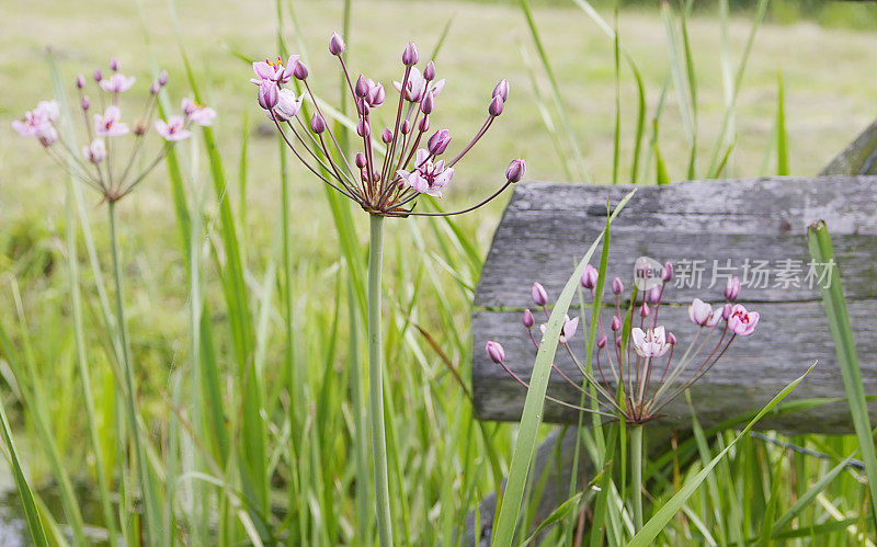 蒲草(Butomus umbellatus)